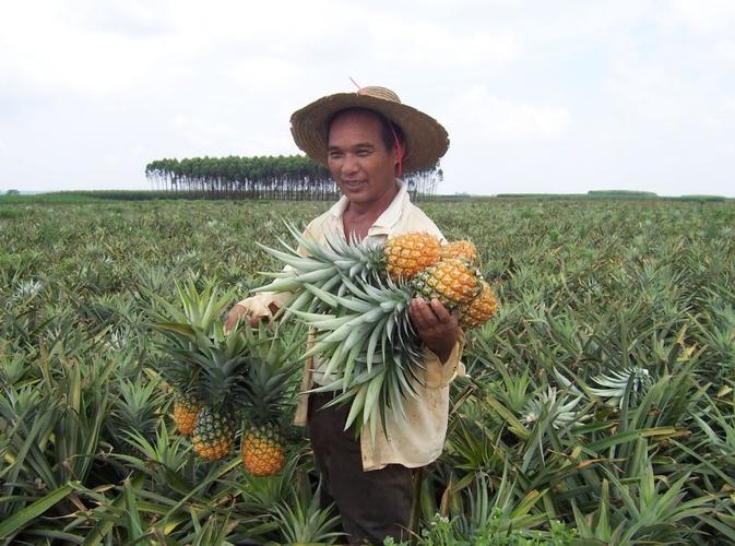 菲律宾农民加入“打金”大军